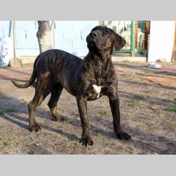 prvobirano žensko štene presa canario besplatni mali oglasi