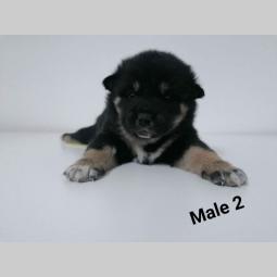 na prodaju štenci shiba inu besplatni mali oglasi