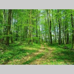 šuma hrastova odrasla, na povrini od 13 5ha besplatni mali oglasi
