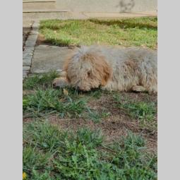 lagotto romagnolo štenci besplatni mali oglasi