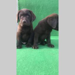 labrador retriver štenci besplatni mali oglasi