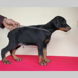 doberman štenci besplatni mali oglasi