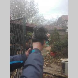 pit bul štenci besplatni mali oglasi