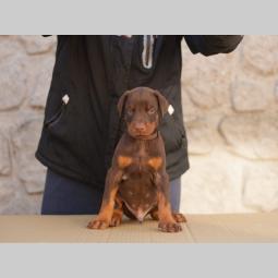štenci dobermana di gobeljla u braon broji besplatni mali oglasi