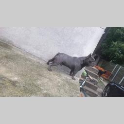 plavi francuski buldog besplatni mali oglasi