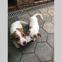 štenci jack rasel terijera besplatni mali oglasi