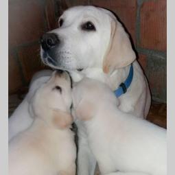 labrador (retriver) žute i crne boje besplatni mali oglasi