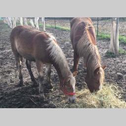 prodajem ždrebe haflinger besplatni mali oglasi