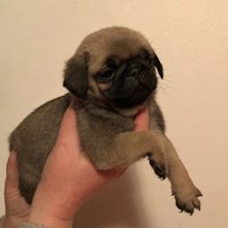 mops štenci na prodaju besplatni mali oglasi
