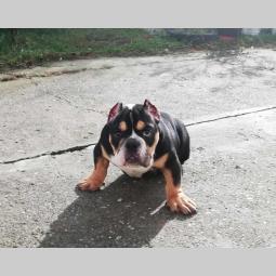 american bully atraktivna štenad besplatni mali oglasi