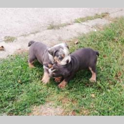 bulldog štenci egzotičnih boja besplatni mali oglasi
