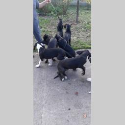 štenci nemačke doge besplatni mali oglasi
