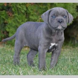 cane corso sivi i crni besplatni mali oglasi