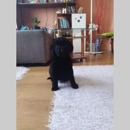 štenci labrador retrivera besplatni mali oglasi