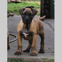 štenci presa canario šampionskog porekla besplatni mali oglasi