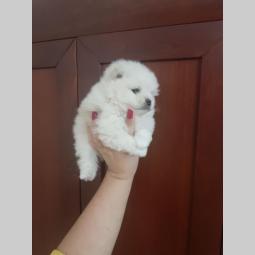 pomeranac boo štenci malog rasta besplatni mali oglasi