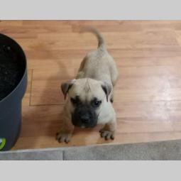 dogo canario vrhunsko leglo besplatni mali oglasi
