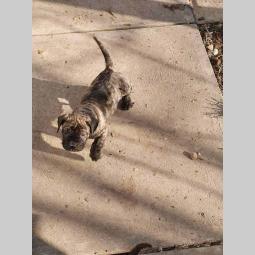 štenci prese canario besplatni mali oglasi