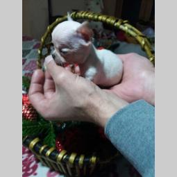 mini čivave princess chihuahua  besplatni mali oglasi