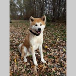 akita inu prelepi mužjak slobodan za parenje besplatni mali oglasi