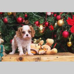španiel štenci cavalier king charles besplatni mali oglasi