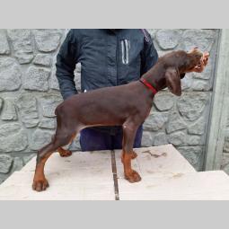 doberman braon štenci di gobelja besplatni mali oglasi