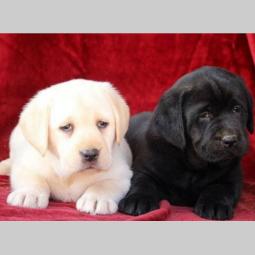 labrador retriver vrhunsko leglo besplatni mali oglasi