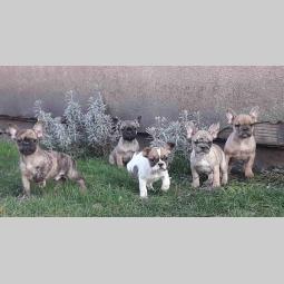 francuski buldog štenci raznih boja besplatni mali oglasi
