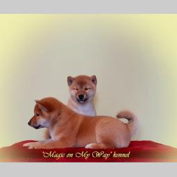 shiba inu štenci vrhunskog porekla besplatni mali oglasi