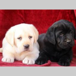 labrador štenci šampionskog porekla besplatni mali oglasi