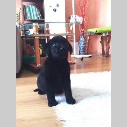labrador retriver štenci dobre krvne linije besplatni mali oglasi