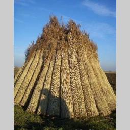 presovana i pletena trska besplatni mali oglasi