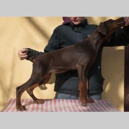 doberman di gobelja braon štenci besplatni mali oglasi