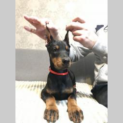 doberman štenci vrhunskog kvaliteta besplatni mali oglasi