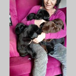 labrador retriveri vrhunskog kvaliteta besplatni mali oglasi