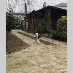 američka akita štenci besplatni mali oglasi