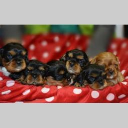 cavalier king charles španijel besplatni mali oglasi