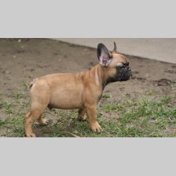 francuski buldog štenci besplatni mali oglasi