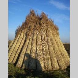 pletivo od trske isključivo izrada pocinkovanom žicom besplatni mali oglasi