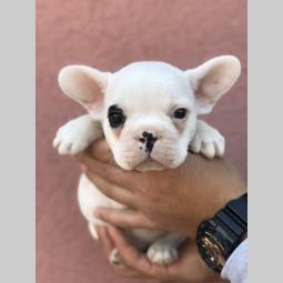 francuski buldog muško štene besplatni mali oglasi