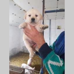 zlatni retriver, labrador štenci besplatni mali oglasi