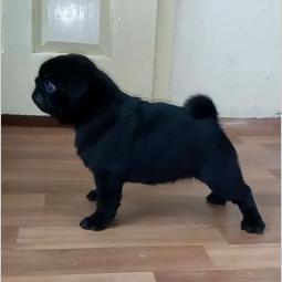 mops ženkica besplatni mali oglasi