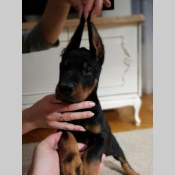 doberma štenci šampionskog porekla besplatni mali oglasi