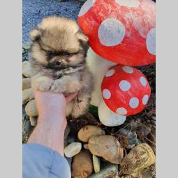 štenci pomeramca boo besplatni mali oglasi