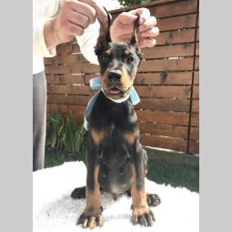 štenci dobermana vrhunskog porekla besplatni mali oglasi
