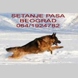 šetanje pasa,beograd (kanarevo brdo,miljakovac ) besplatni mali oglasi
