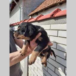 rotvajler štenci besplatni mali oglasi