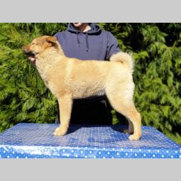koreanski jindo pas štenci besplatni mali oglasi