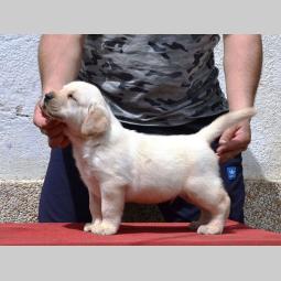 labrador retriver štenci vrhunskog kvaliteta besplatni mali oglasi