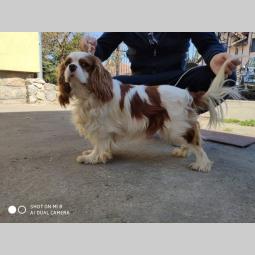 mužjak cavalier king charles španiel slobodan za parenje besplatni mali oglasi